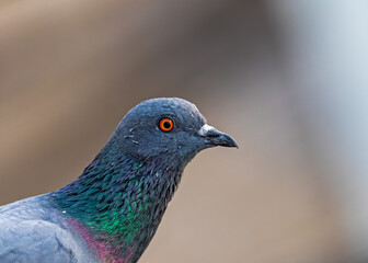 Pigeon with its beautiful Eyes
