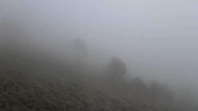 Pull front and dolly tilt down abobe pasture lands, with trees in a foggy day. Video in 4k