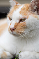 眠そうな猫　茶白猫