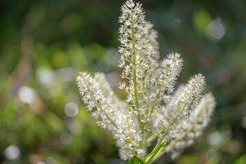高山植物　コバイケイソウ