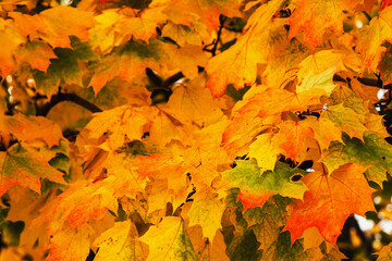 Autumn maple leafs on the maple tree