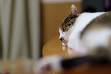 眠る猫　キジトラ猫