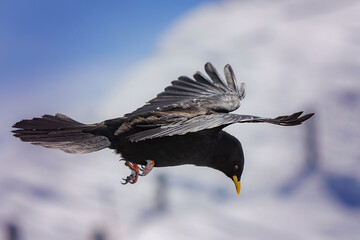 Vögel