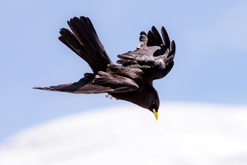 Vögel