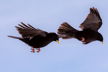 Vögel