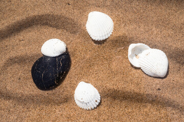 White seashells and black pebbles on the sand, top view, close-up, flat lay