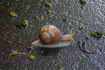 Regen Wasser Schnecke Weinbergschnecke Regenwetter