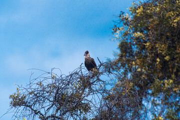 stork on nest