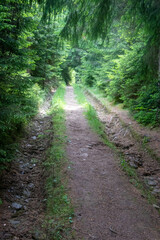 Obraz premium Forest road leading deep into the forest surrounded by dense greenery of spruce and beech trees and overgrown with grass