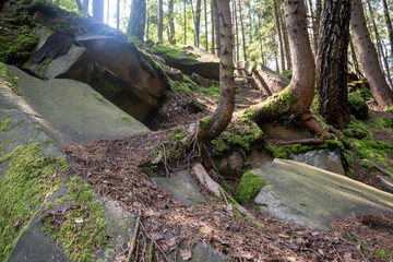 A fairytale forest in the real Carpathians, tree trunks, their roots intertwined with stones and covered with moss