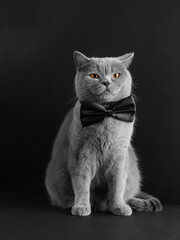 British cat on a black background