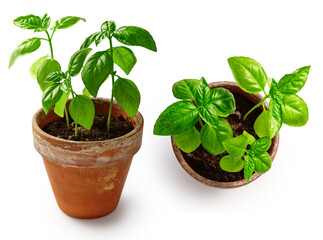Fresh basil herb in terracotta flower pot isolated on white background. Basil in vintage pot. Set of basil. Top view flat lay.