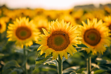 Attractive field with bright yellow sunflowers. Location place of Belarus agricultural region, Europe. Image of ecology concept. Agrarian industry. Beauty of earth.