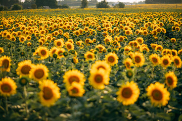 Attractive field with bright yellow sunflowers. Location place of Belarus agricultural region, Europe. Image of ecology concept. Agrarian industry. Beauty of earth.