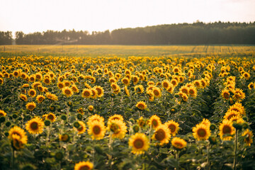 Attractive field with bright yellow sunflowers. Location place of Belarus agricultural region, Europe. Image of ecology concept. Agrarian industry. Beauty of earth.