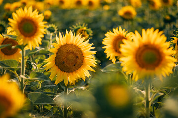 Attractive field with bright yellow sunflowers. Location place of Belarus agricultural region, Europe. Image of ecology concept. Agrarian industry. Beauty of earth.