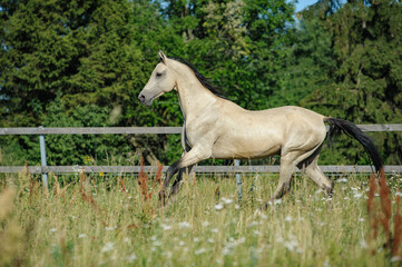 Obraz na płótnie Canvas Graceful akhal-teke stallion galloping in summer paddock