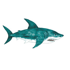 Watercolor white shark illustration isolated on white background