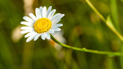 daisy flower closeup © Juangabriel