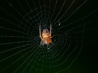 Spider in the center of its web