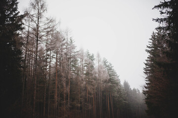 Waldweg im Winterwald