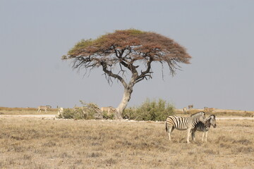 natura africa