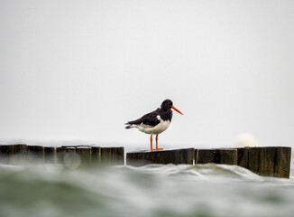 Oystercatcher