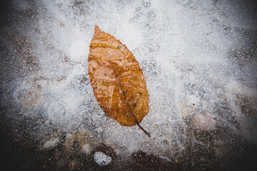 Eingefrorenes Blatt im Wald im Eis