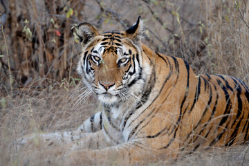 Fototapeta na wymiar Female Royal bengal tiger, Panthera tigris at Bandhavgarh National Park, Madhya Pradesh, India