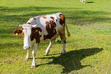 Rufous spotted cow on a meadow in springtime