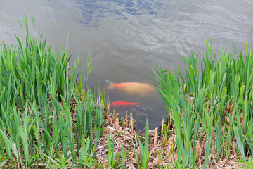 Different carps in shallow water among reeds during spawning
