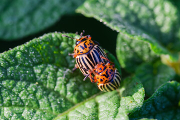 Fototapeta na wymiar Mating Colorado potato beetles on a potato leaf, close-up