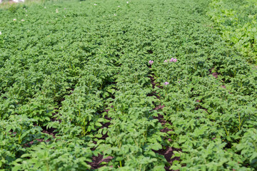 Fototapeta na wymiar Potato plantation at the beginning of flowering at selective focus