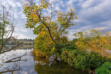 Morning pond in calm weather with fallen tree in water