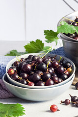 The jostaberry (Ribes × nidigrolaria) hybrid of a black currant and gooseberry