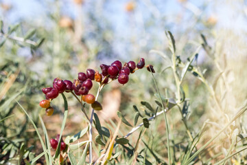 red and yellow seeds and flowers