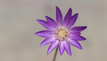 Fototapeta premium purple and yellow flower