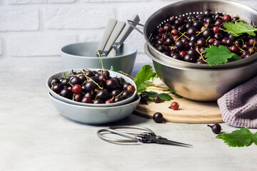 The jostaberry (Ribes × nidigrolaria) hybrid of a black currant and gooseberry