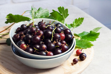 The jostaberry (Ribes × nidigrolaria) hybrid of a black currant and gooseberry