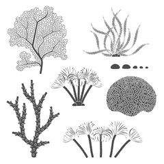 Set of black and white illustrations with corals and algae. Isolated vector objects on a white background.