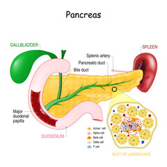 pancreas anatomy. Cell Structure of islet of langerhans.