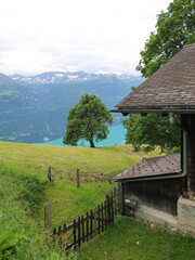 Maple tree growing above Lake Brienzersee. Planalp, Switzerland.