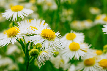 Mountain daisies in a field close up