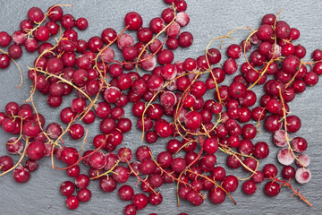Twigs of frozen red currants with hoarfrost on berries on black