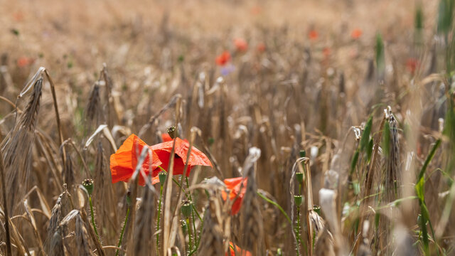 red poopy in a wheat field