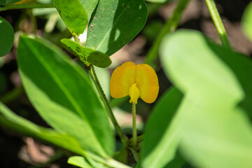 ラッカセイ（漢字: 落花生、学名: Arachis hypogaea、英語: peanutまたは groundnut）黄色の花が咲いているところ。日本、東京、7月