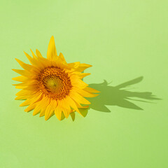 fresh yellow illuminating sunflower against light green  background and shadow. modern abstract...
