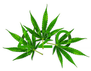 420 marijuana hemp cannabis leaf isolate with path on white background