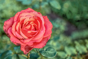 Rote Rosenblüte und unscharfer Hintergrund