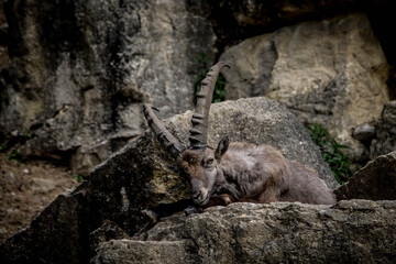 Wildpark Wald Natur Gemse Steinbock Ram Gebirge Gehege